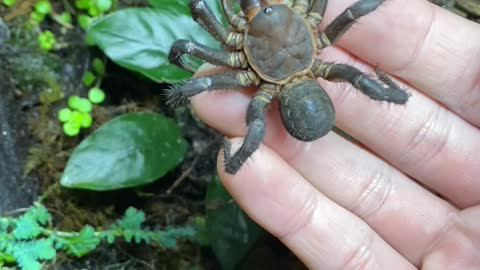 Trapdoor Spider from China