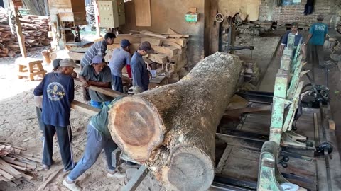 Plagues!! 200-Year-Old Trembesi Tree Galih Branch Sacred to Local Residents