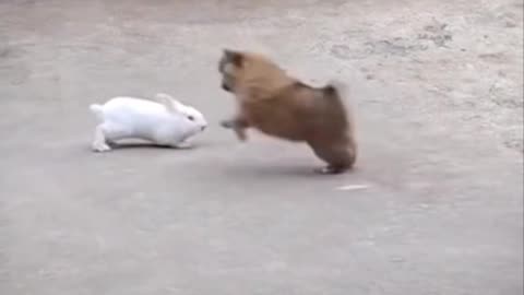 Briga entre coelho e o cão