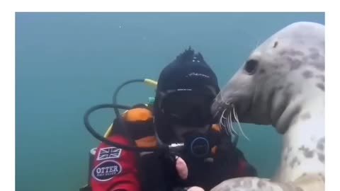 Seal saves human