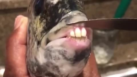 Fish With Human Like Teeth