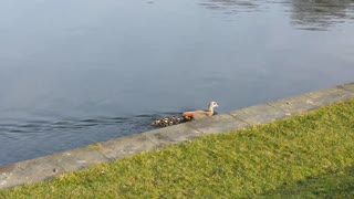 Duck family enjoys stroll among spectators