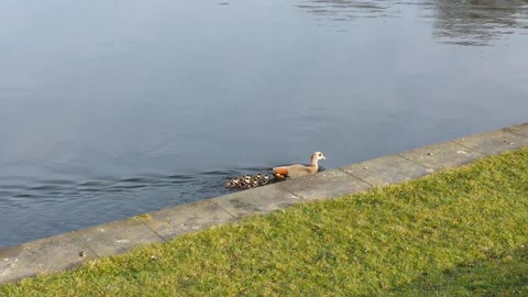 Duck family enjoys stroll among spectators