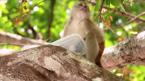 Monkey Eating Food On The Tree