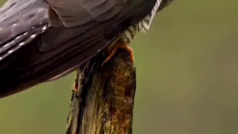 Is this a cuckoo? Standing at the top of the tree cuckoo cuckoo