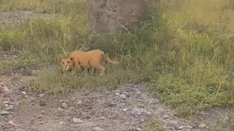 Lion video