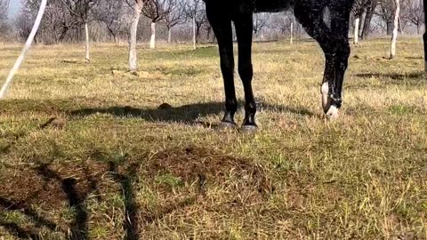 Horse bathtime