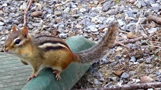 Chipmunk