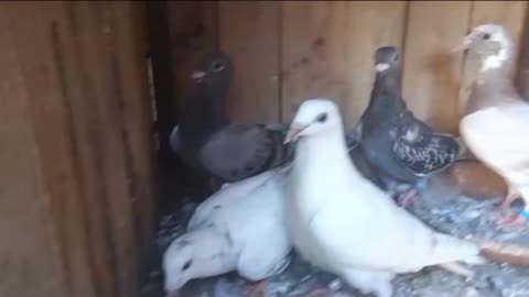 Lakha makoy pigeon beautiful breeder pair
