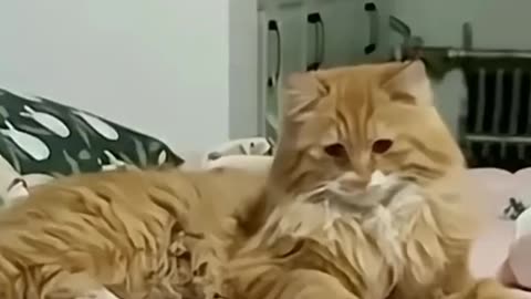 Silly and funny cats compilation😹😹😹