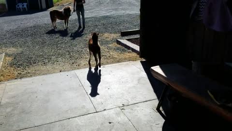 Baby miniature horse chasing me