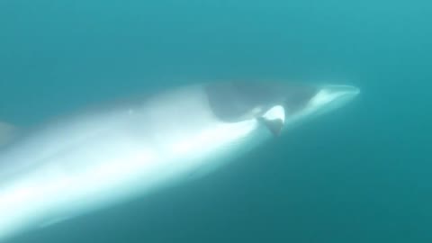 INCREDIBLE UNDERWATER FOOTAGE OF MINKE WHALE