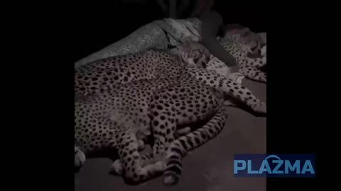 A Comfy Leopard Skin Blanket