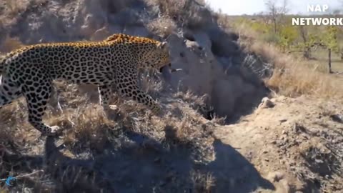 Big Cat Powerful Become Prey Of The Joint Anaconda- Wild Animal Attacks