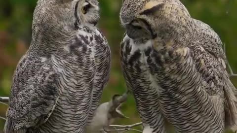 these owls love one another