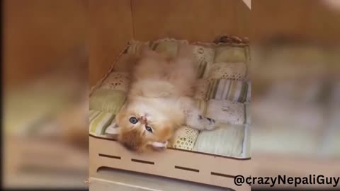 Funny animal videos - Laugh out loud
