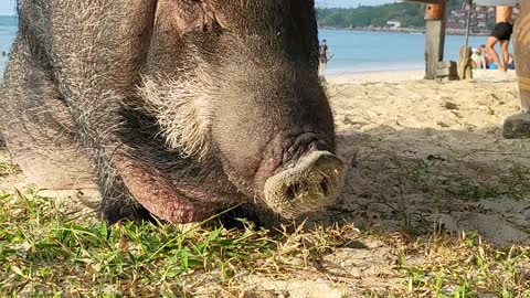 Fat Pig on beach