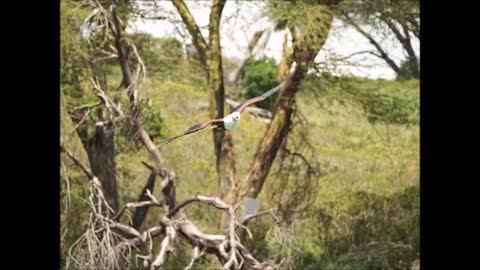 African Fish Eagle. Lake Naivasha, Kenya. Oct 2022