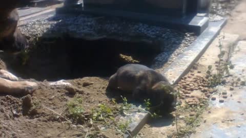 People Said This Dog Was Guarding Her Owner’s Grave, But One Rescuer Uncovered A Stunning Secret