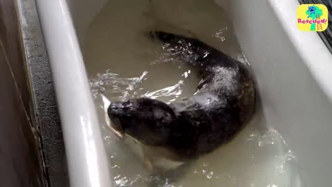 Rescued Seal 😍😍Does The Funniest Thing When Defending Her Bathtub Dodo Kids Rescued!😍