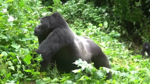 Chimpanzees meeting deep with gorillas in Congo jungle forest Africa