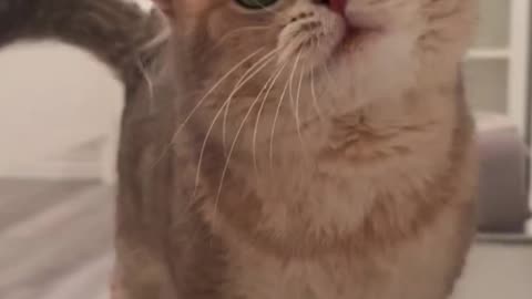 cute cat meowing