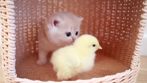 Kitten walk with tiny chicken