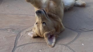 Golden Retriever Plays Catch With Herself