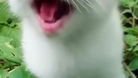 white cat meowing sound