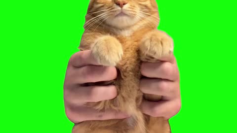 Kung Fu Cat | Green Screen