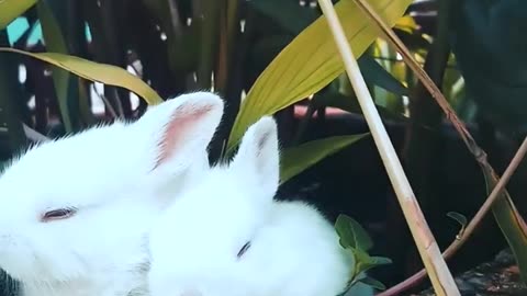 Most amazing videos of cute rabbit ll cutest Animals video!!