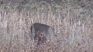 Trophy Deer Down At 180 Yards