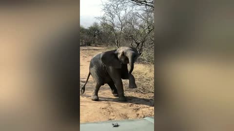 Baby elephant tries walking on two legs 🤣