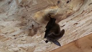 Large Black Bat in my Shed!