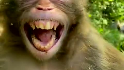 Monkey funny video 🤣