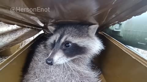 Ukraine: Kherson the racoon paratrooper checking in