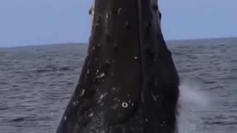 Biggest whale jumps out of water.