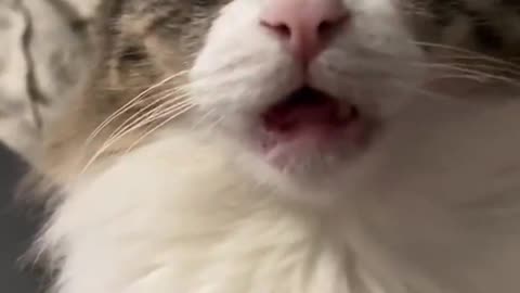 Sleeping cat video