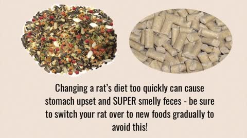 Tips & Tricks for Managing and Reducing Pet Rat Smell