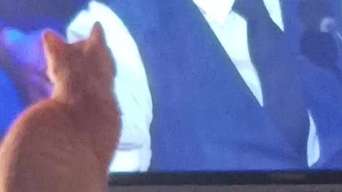 CAT WATCHING TV
