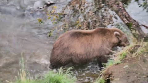 Brown Bears at Brooks Falls