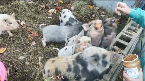 Hilarious Tn Permaculture Pigs and Peanut Butter