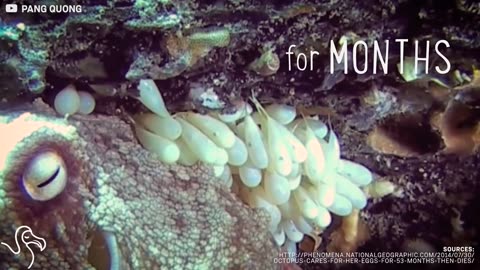 Octopus Birth and Why Octo Moms Are The Best | The Dodo