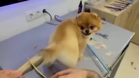 New style dog tail hair cutting