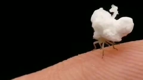 An insect that looks a lot like popcorn called "Flatida"