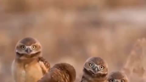 Cute owls group have fun ###cute birds ####vkj