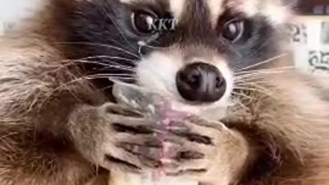 Racoon funny video #Rumble