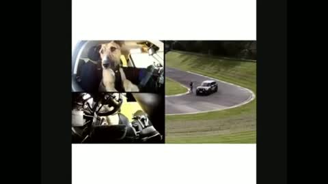 Dogs & Cars / funny time