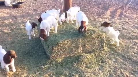 Baby Goats Playing, Running and Jumping Compilation