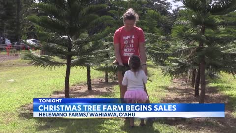 Helemano Farms prepares for another busy Christmas trees this season